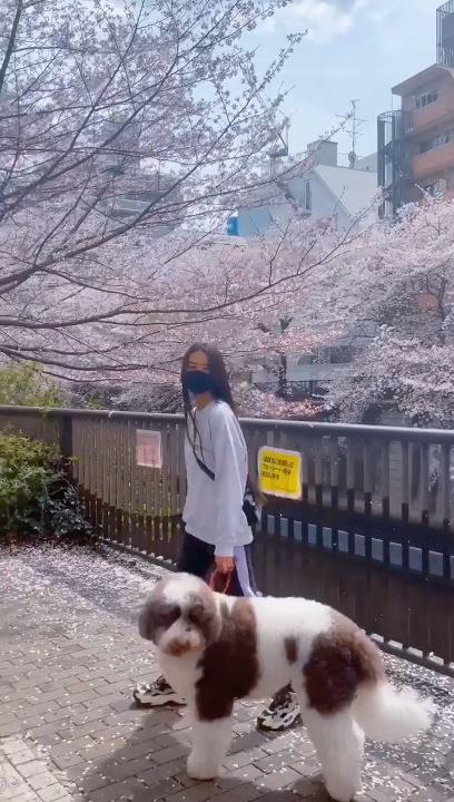 今年日本啲櫻花開得好靚。