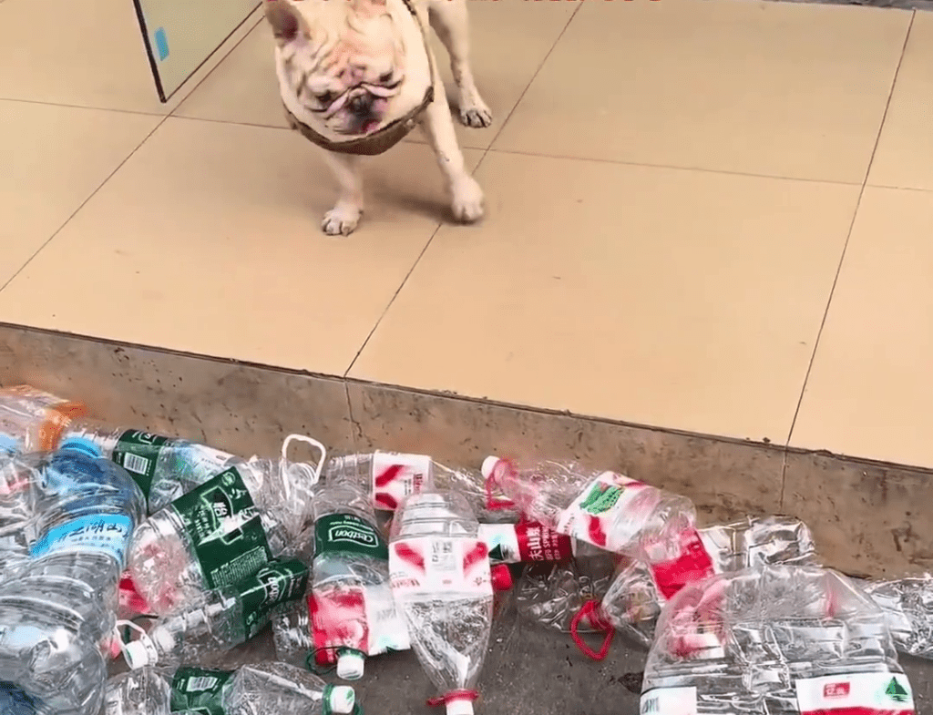 廣州寵物犬每日穿梭各處,熟練地收集空膠樽。 廣州寵物犬每日穿梭各處,熟練地收集空膠樽。