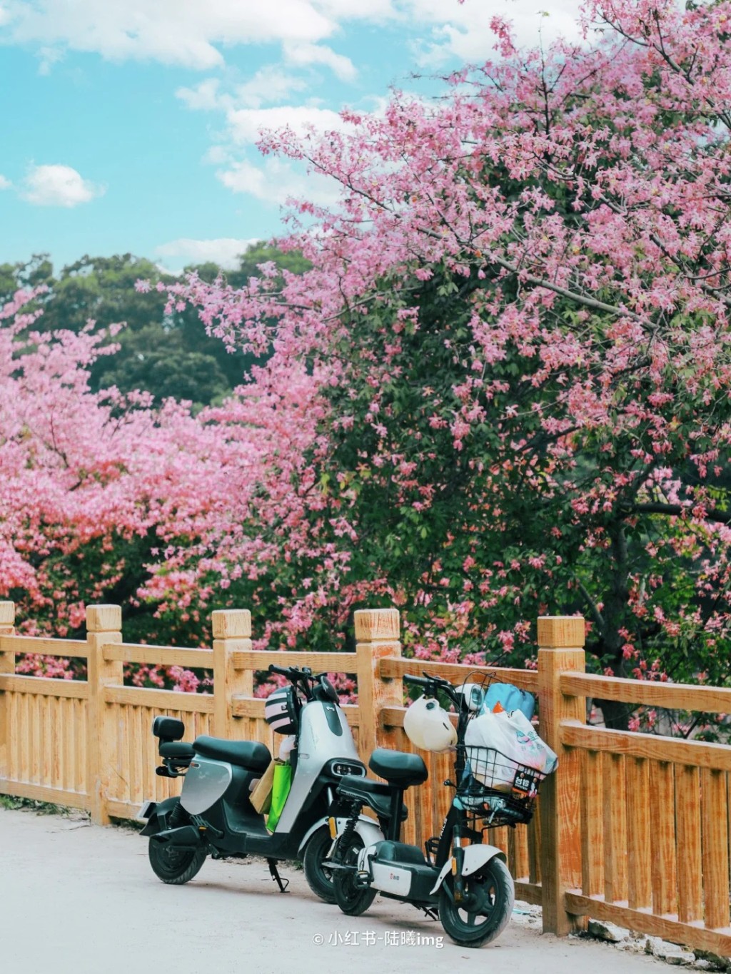 位於觀瀾河濕地公園外的異木棉每年都會沿河畔都會開花（圖片來源：小紅書@陸曦）