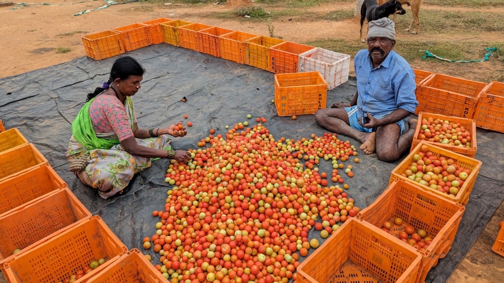 近日印度番茄价格暴增。 路透社