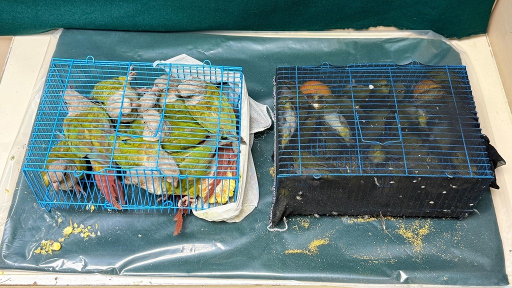 羅湖海關揭抵港女偷運逾50隻活鳥 包括10隻瀕危鸚鵡。海關圖片