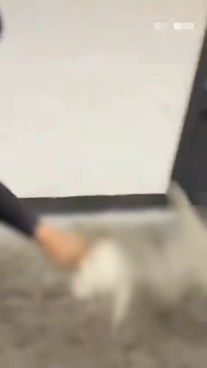 冷血教官將貓摔落地。 網片截圖 冷血教官將貓摔落地。 網片截圖