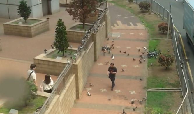 途人行過，野鴿飛起。