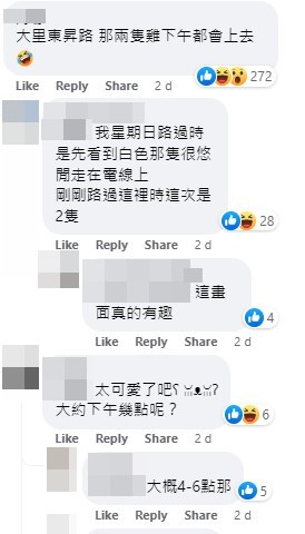 网民：（台湾）大里东升路 那两只鸡下午都会上去。网上截图