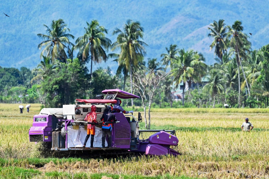 农民现面临几个选择：承担更高的化肥价格、减少或放弃使用化肥、改种其他农作物。法新社