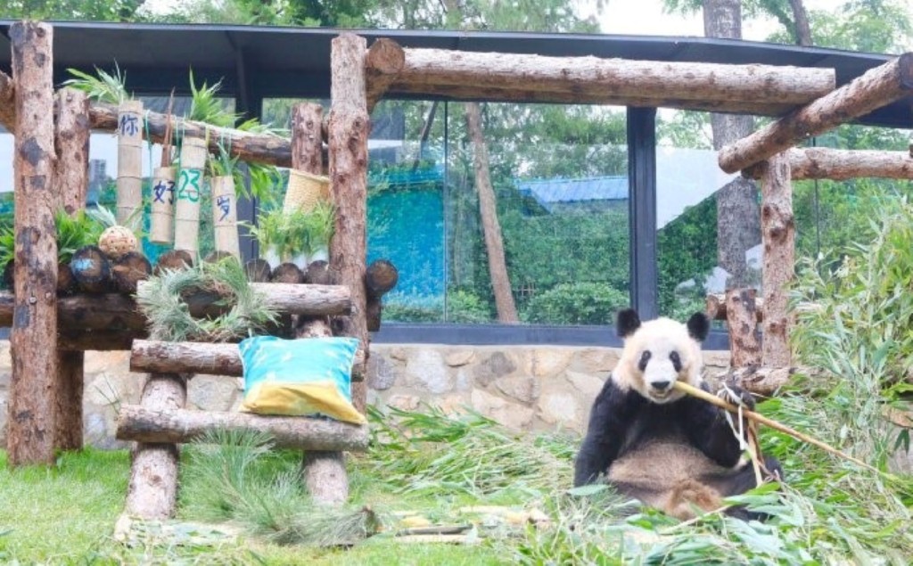 大熊貓丫丫去年在北京動物園度過23歲生日。