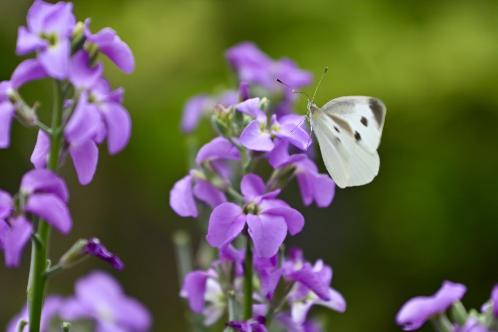 今年花卉展以「花語尋『香』—細味城市特色」為主題。 今年花卉展以「花語尋『香』—細味城市特色」為主題。