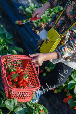 阿方士多啤梨園位於粉嶺打鼓嶺坪輋路雲泉仙館後門，無須入場費即可在場內任摘士多啤梨