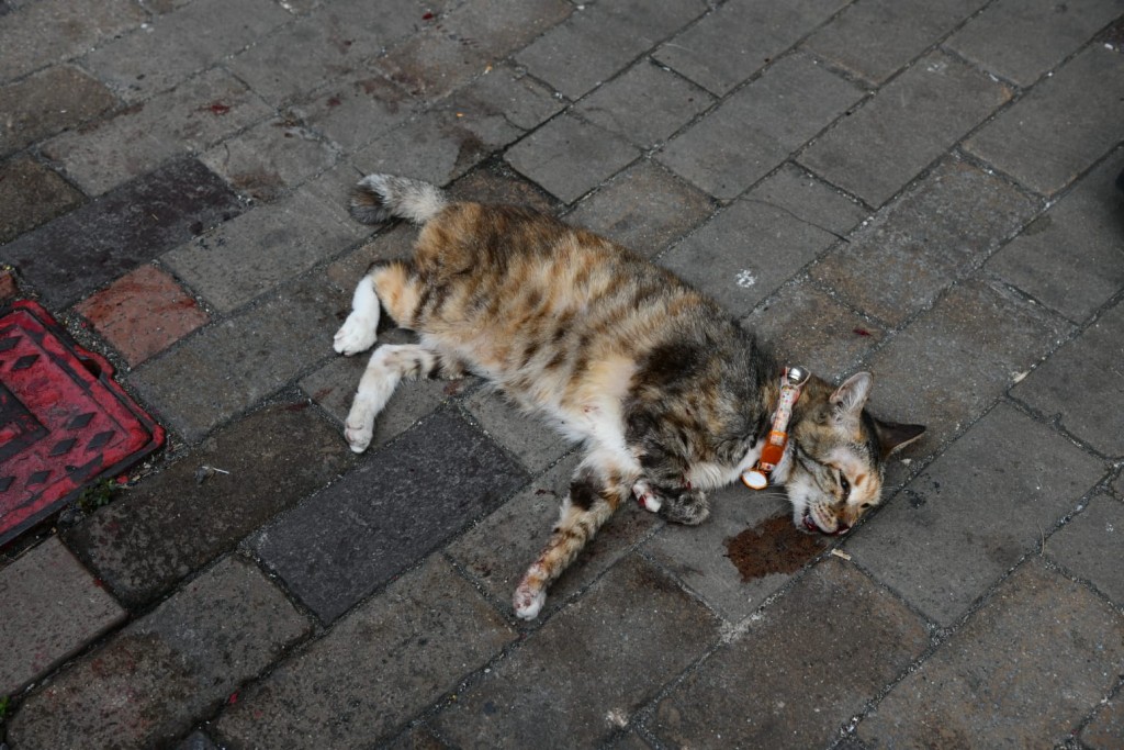 貓貓被發現吐血倒臥街頭。