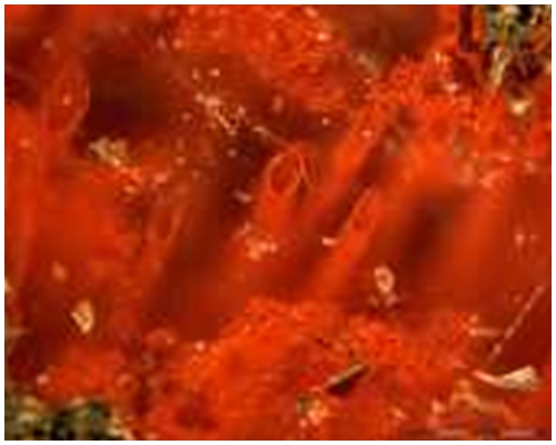 科学家指化石可能是一种37.7亿至42.8亿年前的细菌。