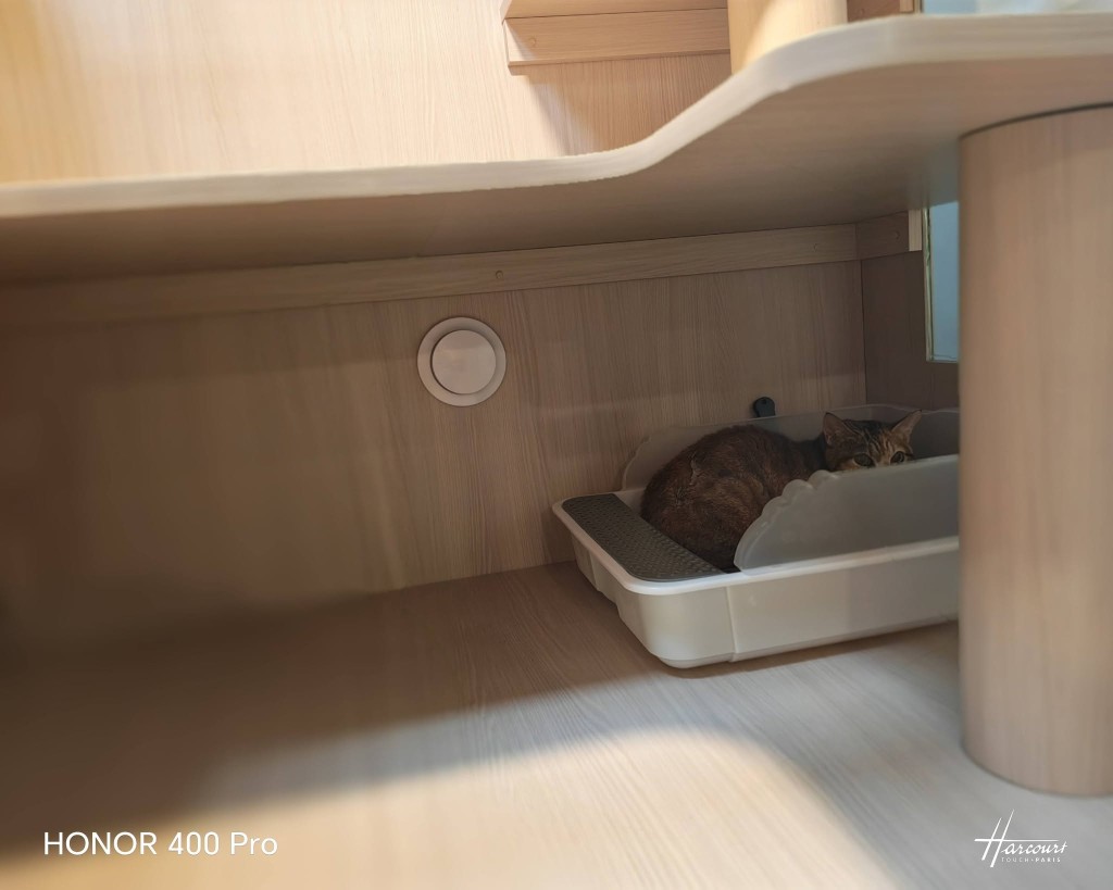 貓咪健康尚可。FB:Easypet LTD 貓咪健康尚可。FB:Easypet LTD