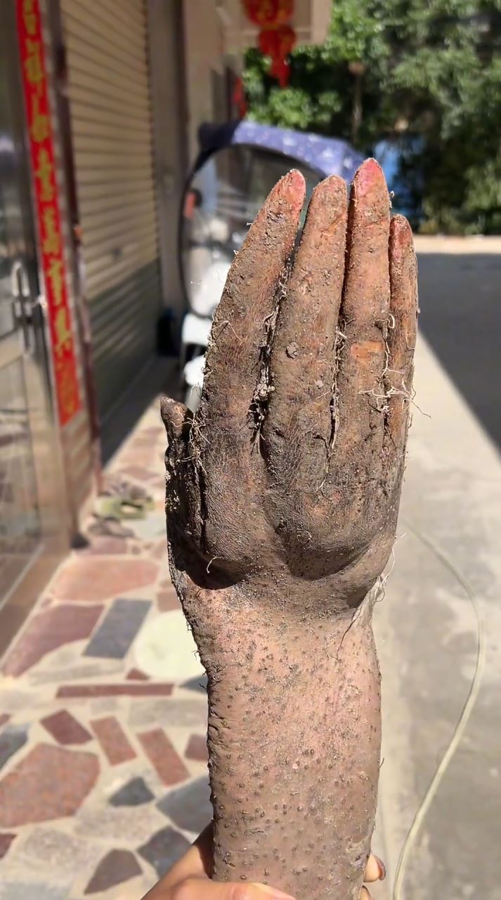 广东揭阳有人挖出外形酷似人类手掌的淮山，成为当地热话。抖音