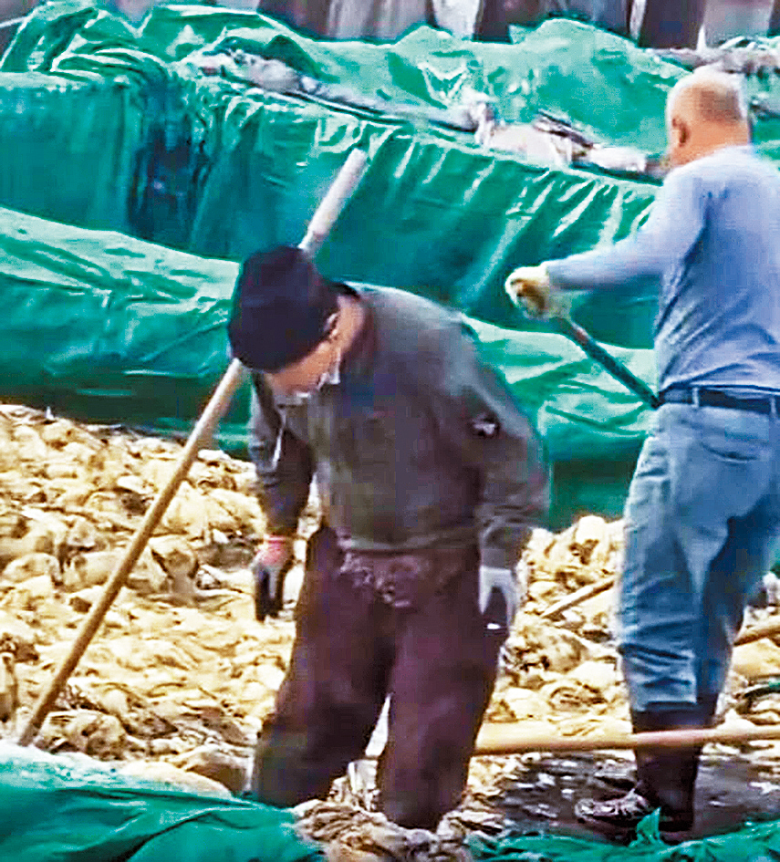 工人在酸菜池內隨意吐痰。