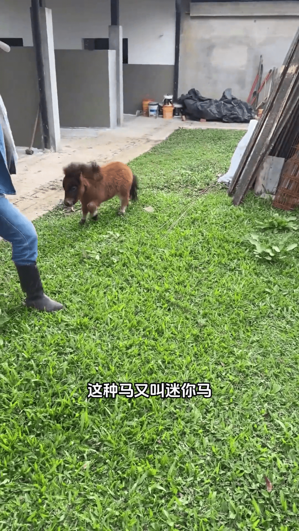 迷你馬在內地社交平台上爆紅。 迷你馬在內地社交平台上爆紅。