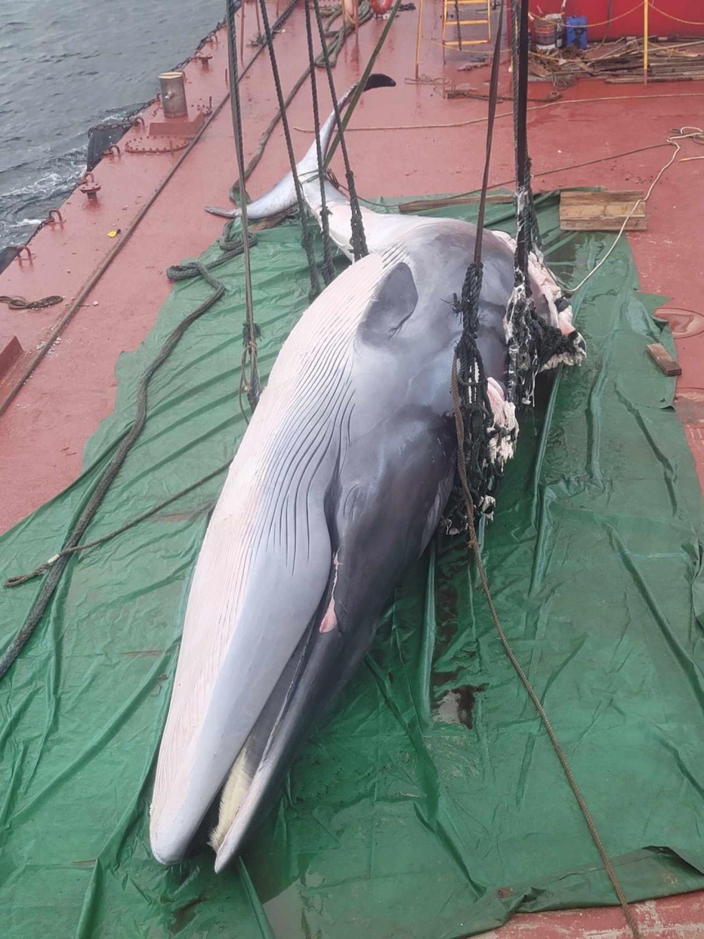 海洋公園表示，鯨魚背部出現第三個新傷口。
