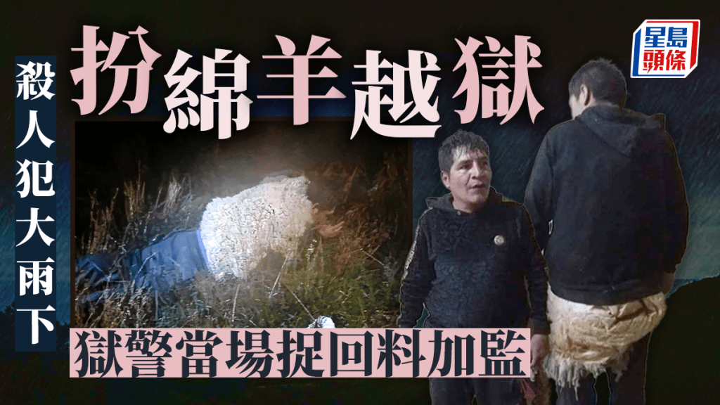玻利維亞殺人犯披羊毛扮羊越獄失敗。TWITTER圖/ 星島製圖