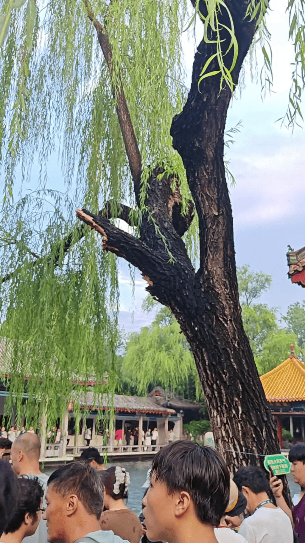 目擊者指出，該棵折斷的柳樹樹幹內部疑似已經呈深褐色的腐爛狀態。