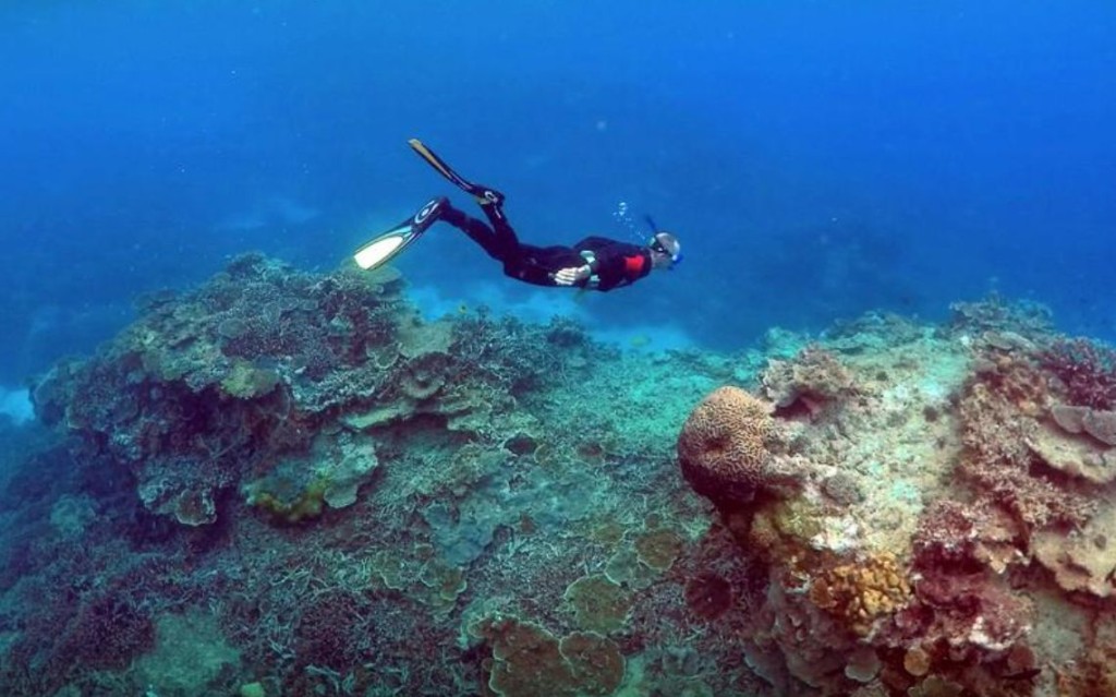 去年，澳洲在前政府的大力游說下躲過將大堡礁列入瀕危名單的命運。路透