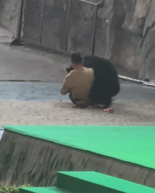 杭州有動物園的黑熊表演途中發狂，攻擊飼養員。微博
