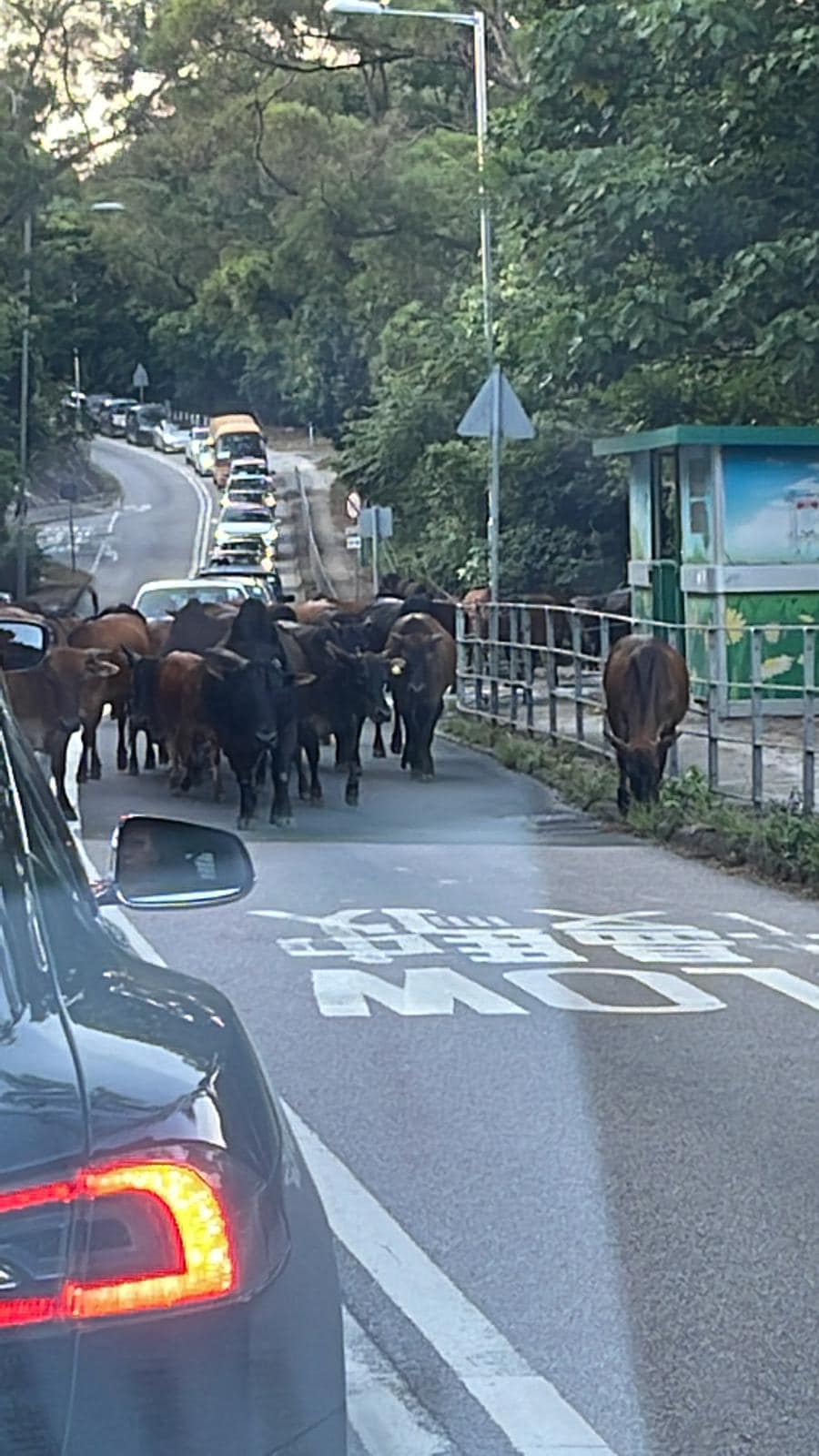 西沙路今日傍晚有牛群在马路上散步。网上图片