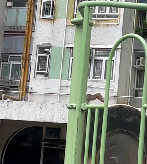 淘氣的馬騮仔突然轉身沿路折返。fb「將軍澳主場」截圖 淘氣的馬騮仔突然轉身沿路折返。fb「將軍澳主場」截圖