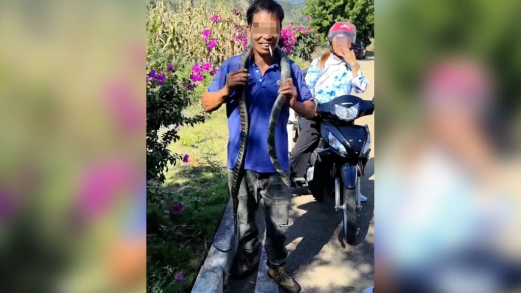 大叔把玩「無毒花蛇」穿褲管身亡 被揭劇毒眼鏡王蛇奪命