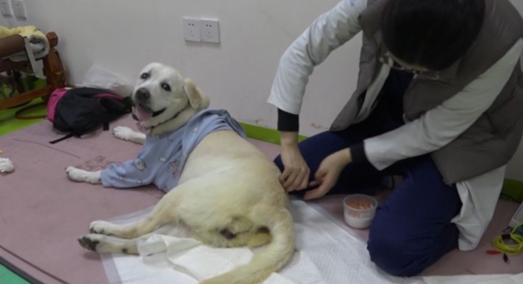 中兽医会为宠物提供合适的治疗方法。（中新社）