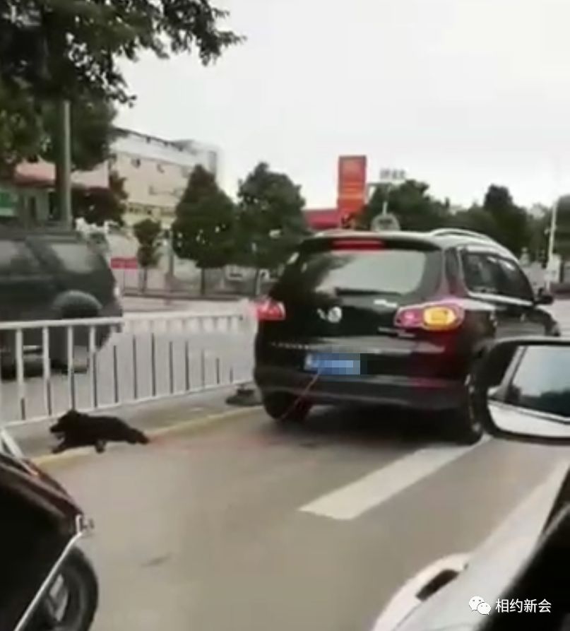 狗狗显露出筋疲力竭趴在路上喘气。网图