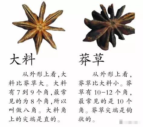 「八角」與「莽草」對比。 「八角」與「莽草」對比。