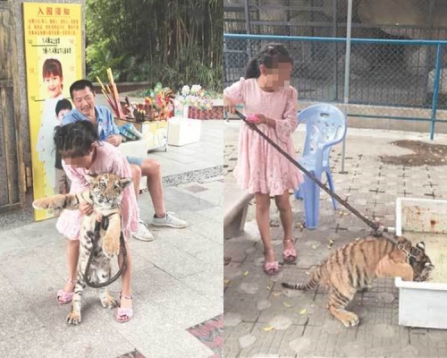 9歲女童牽小老虎在園內散步。網圖