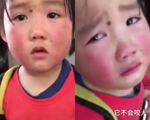 四川善心妹妹撿流浪狗藏書包。網上圖片