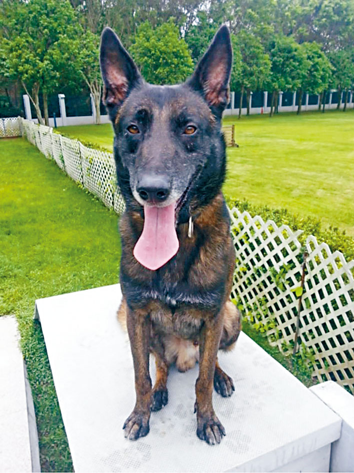 Golf受訓後成為警犬，並以第一名成績畢業。
