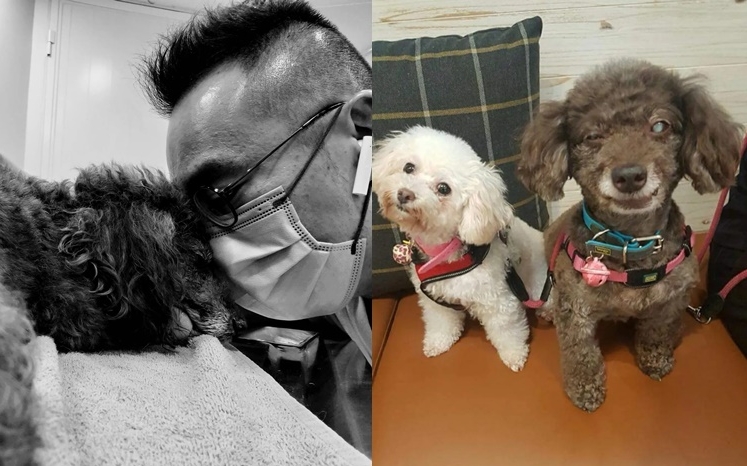 林柏希的愛犬樂樂（啡色）離世。