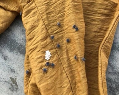 黃色衣服上共爬有14隻臭屁蟲。網圖