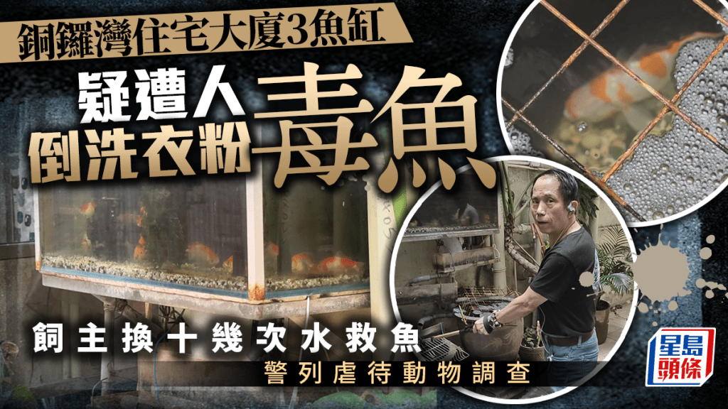 銅鑼灣住宅大廈魚缸疑遭倒入洗衣粉毒魚 警列虐待動物調查