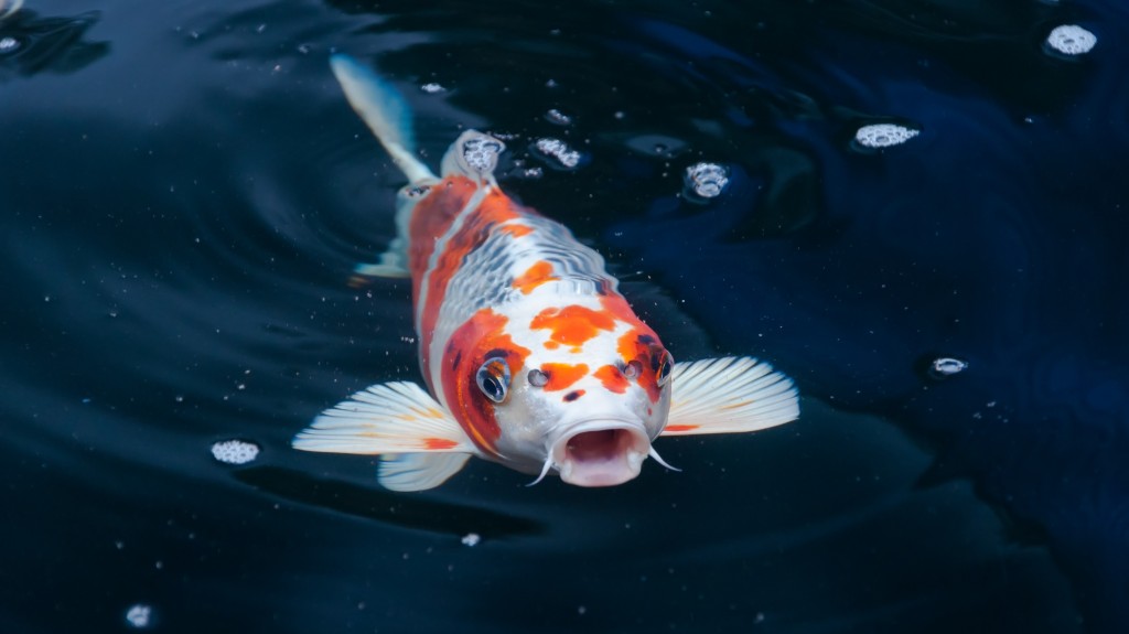 锦鲤为不少人喜爱的观赏鱼。iStock 锦鲤为不少人喜爱的观赏鱼。iStock