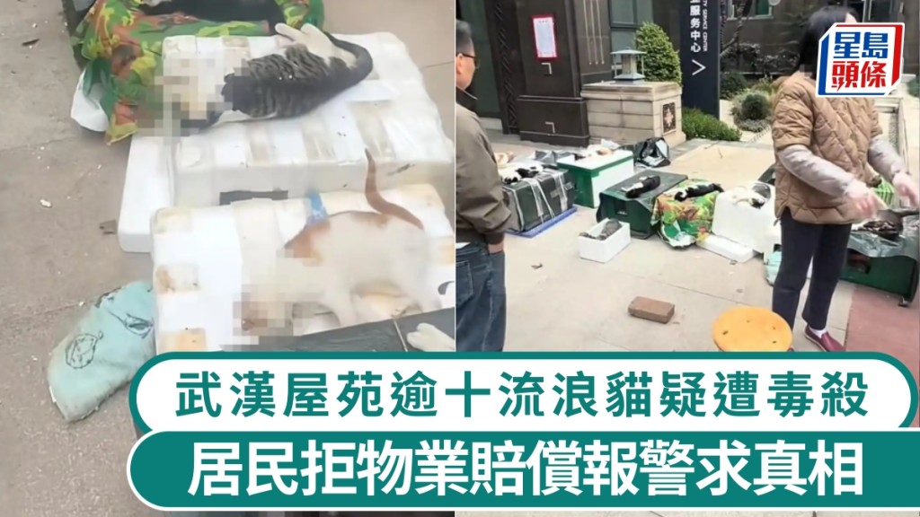武漢屋苑逾十流浪貓疑遭毒殺，居民拒物業賠償求真相。