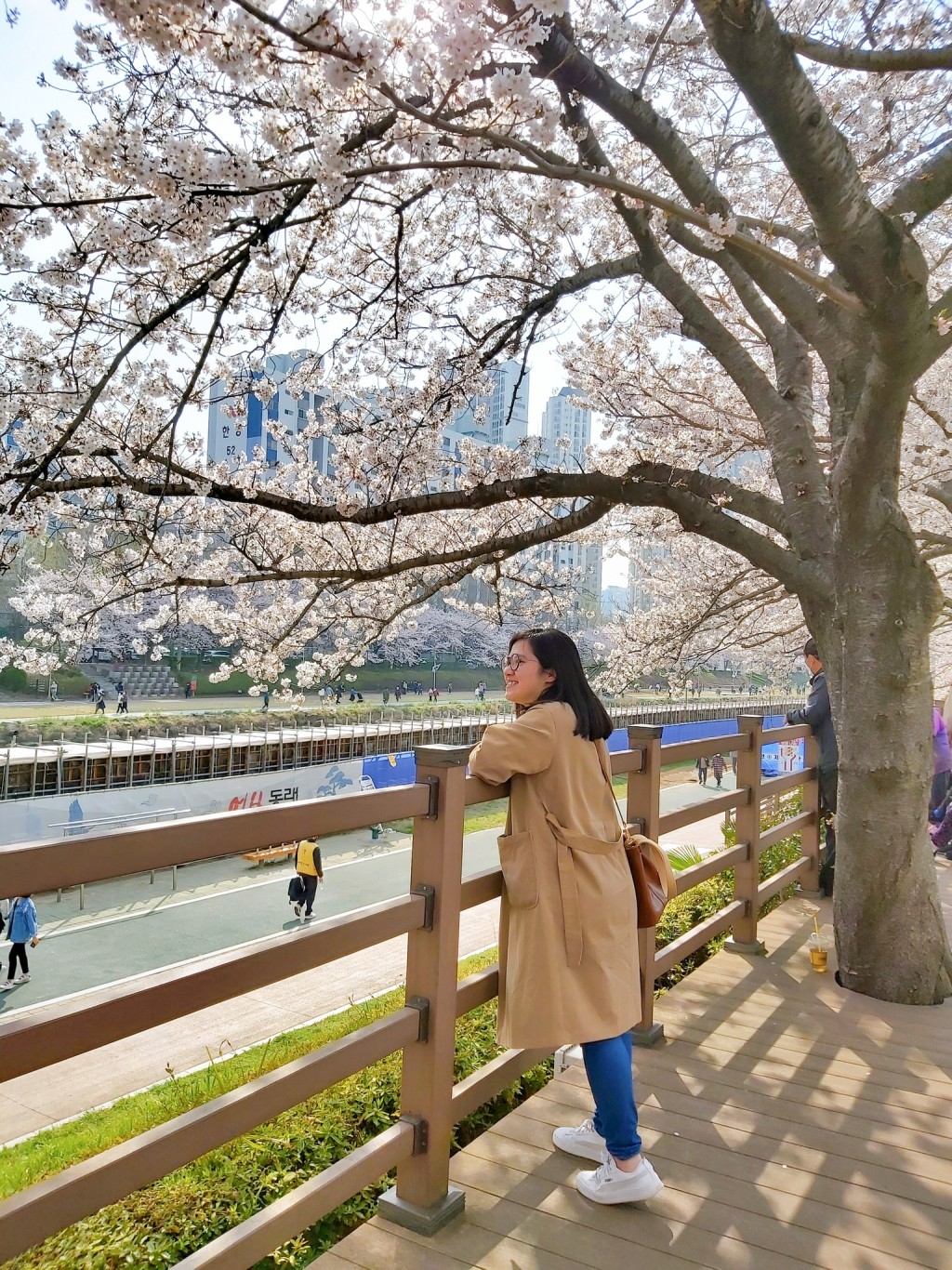 作者介绍釜山不少赏樱热点。