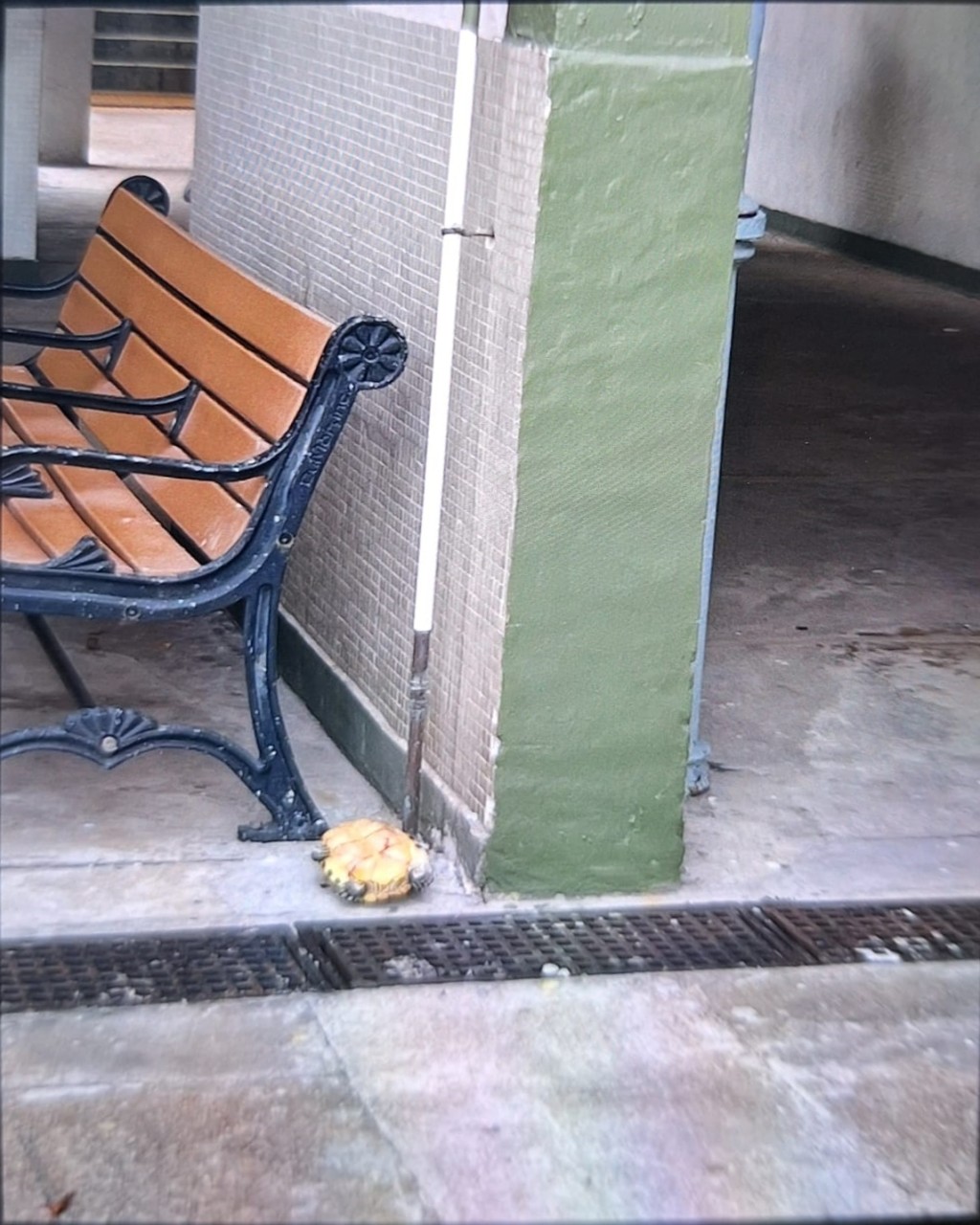 龜隻倒於大廈對開。街坊胡小姐提供