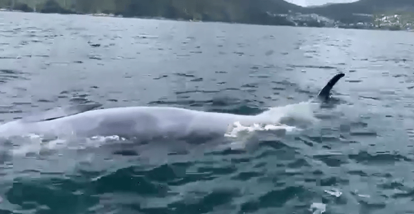 鯨魚浮屍海面。fb香港突發事故報料區Bosco Chu影片截圖
