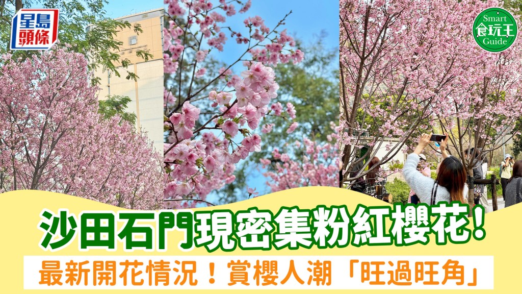 沙田櫻花2026｜石門過百棵櫻花最新開花情況！富士櫻/吉野櫻粉紅花海 附交通方式+櫻花花期