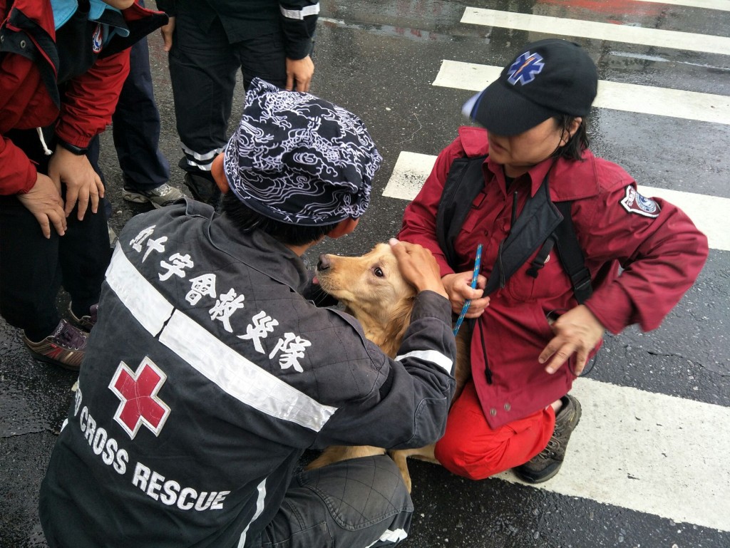 黃金獵犬眼泛淚光。中華民國紅十字會圖片