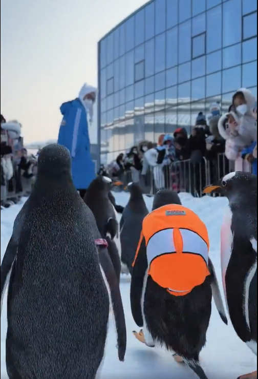「企鵝出巡」，引遊客注目。網片截圖