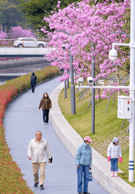 漫步在深圳的街頭巷尾，處處花團錦簇。