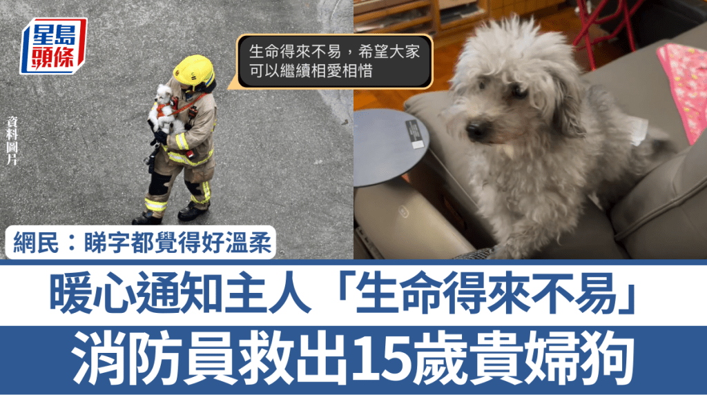 大埔宏福苑五級火｜消防員救出15歲貴婦狗 暖心通知主人「生命得來不易」 網民：睇字都覺得好溫柔