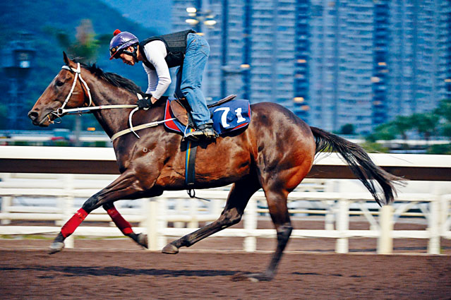 「閃電精靈」近日試來神閒氣定，落腳輕快有力，令人一見傾心。