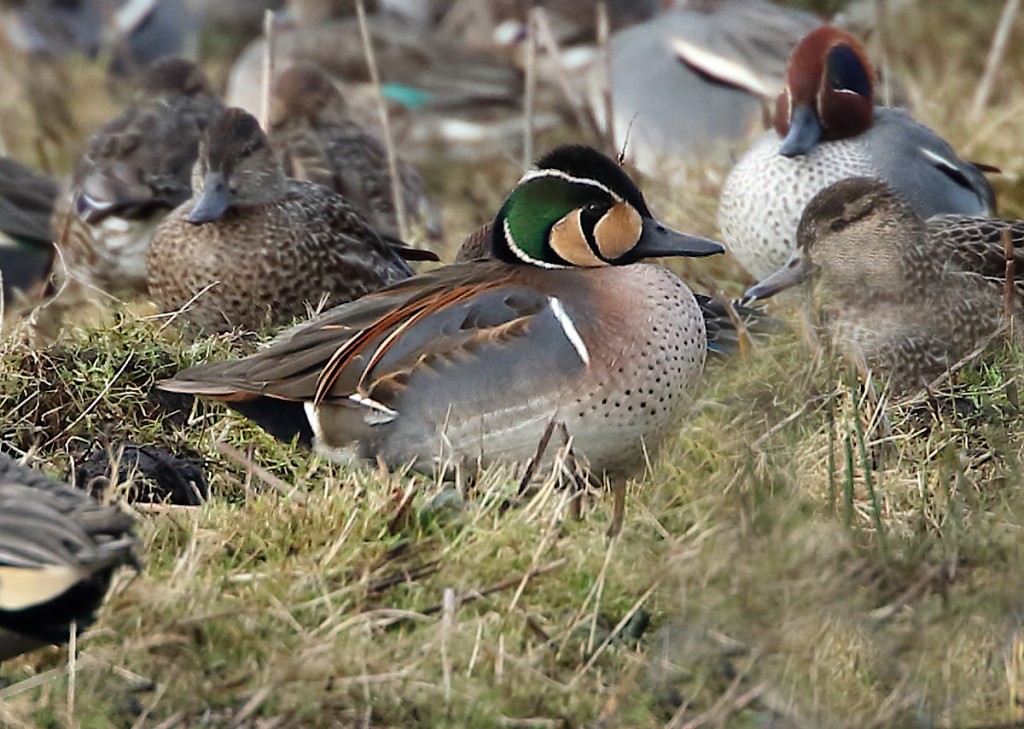 花臉鴨。（X@berrowbirder）