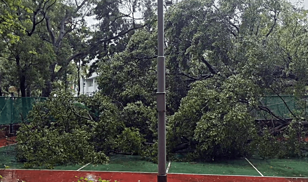 大樹橫亘球場上。