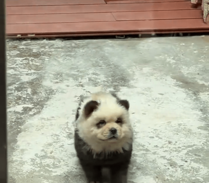 泰州動物園「熊貓犬」。