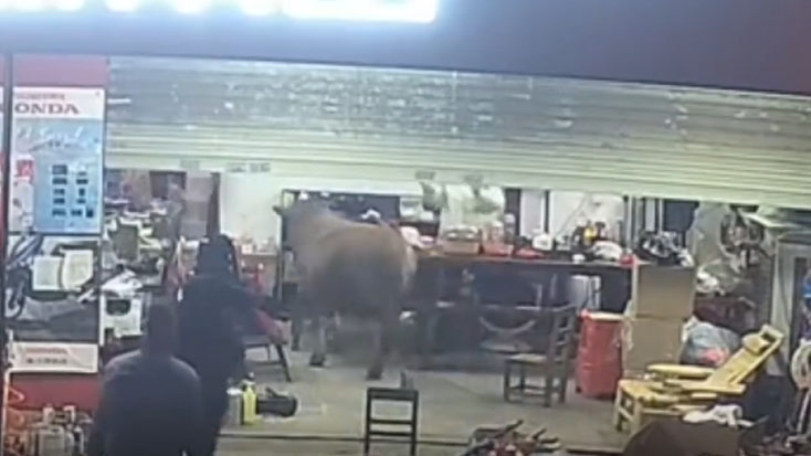 黃牛闖入修理店亂撞。 網片截圖